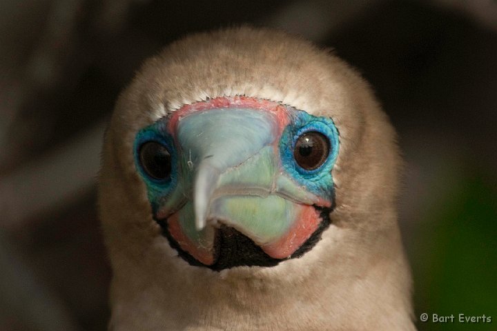 DSC_8461.JPG - close red-footed booby