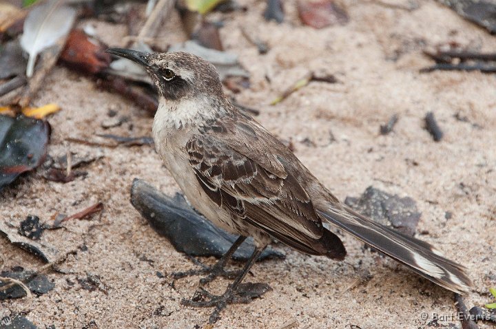 DSC_8479.JPG - Galapagos Mockingbird