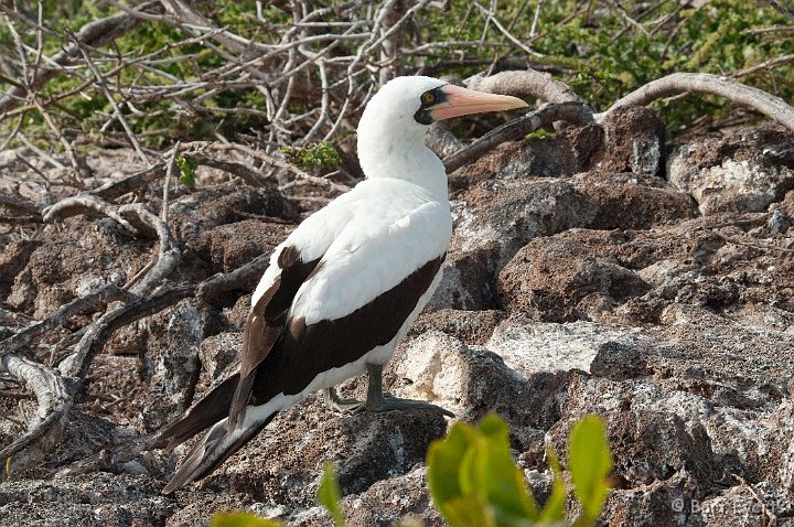 DSC_8484.JPG - Masked Booby