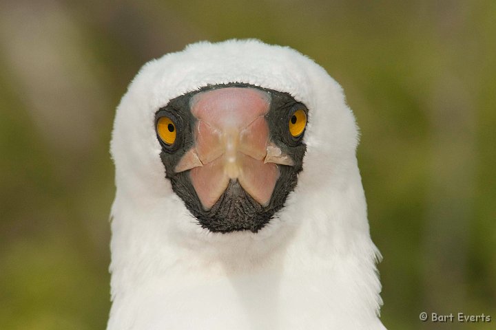 DSC_8494.JPG - Masked Booby