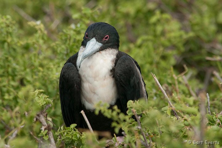 DSC_8496.JPG - Great Frigatebird