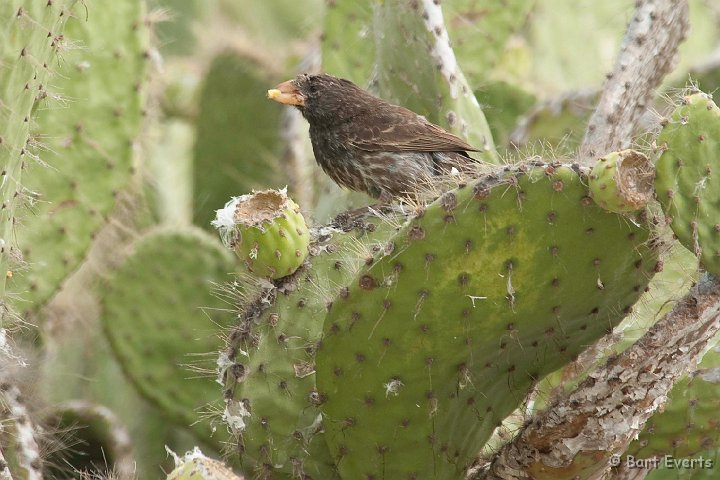 DSC_8523.JPG - common cactus finch