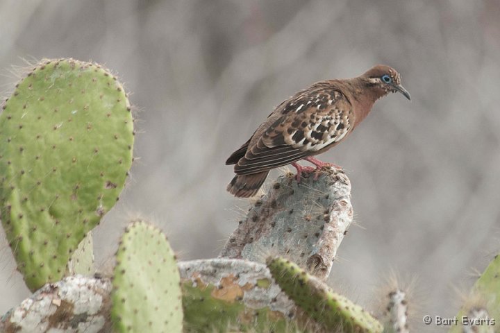 DSC_8529.JPG - Galapagos dove