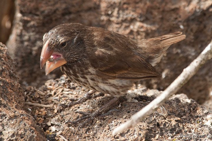 DSC_8561.JPG - Large Ground Finch