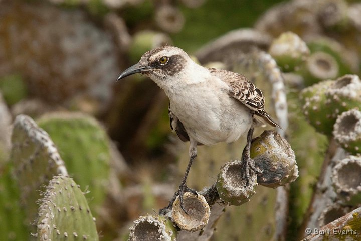 DSC_8579.JPG - Galapagos Mockingbird