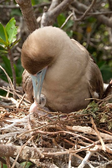 DSC_8584.JPG - Red-footed Booby with young