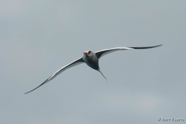 DSC_8650.JPG - red-billed tropic bird