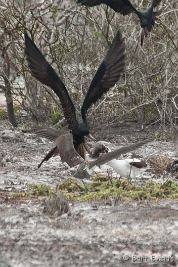DSC_8665.JPG - Great frigatebirds trying to steal food from Msked booby