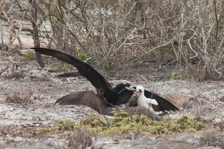 DSC_8667.JPG - Great frigatebirds trying to steal food from Msked booby