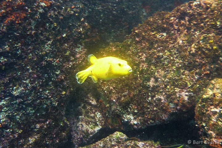 DSC_8676a.jpg - Guineafowl puffer