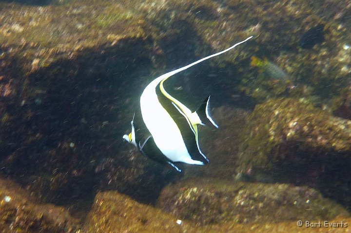 DSC_8676b.jpg - Moorish Idol