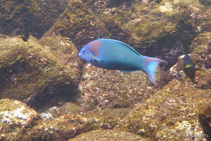 DSC_8676c.jpg - Parrotfish