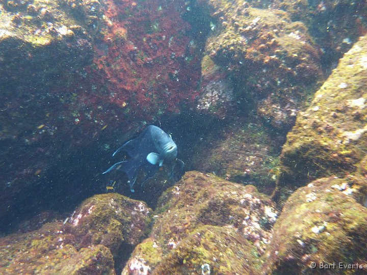 DSC_8676e.jpg - Mexican Hog fish