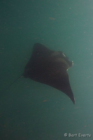 DSC_8676g.jpg - A big Manta ray