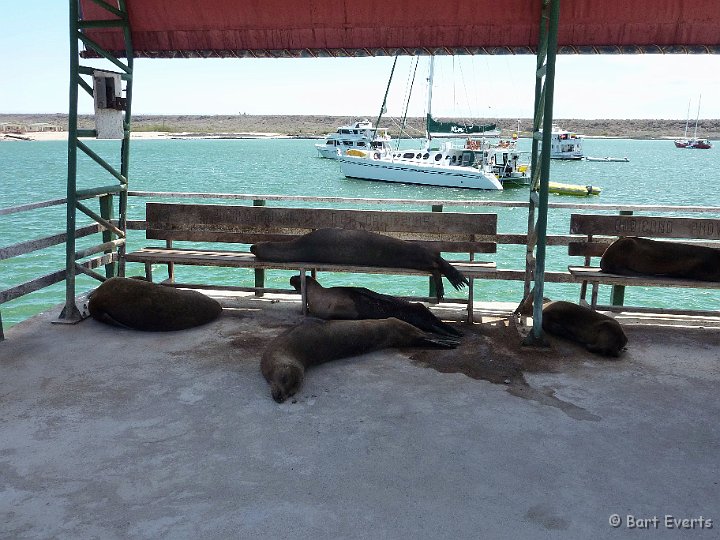 DSC_8039o.jpg - Sea lions taking advantage of the couches