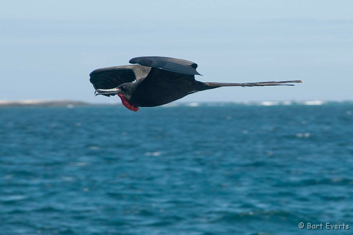 DSC_8070.JPG - Magnificant Frigatebird