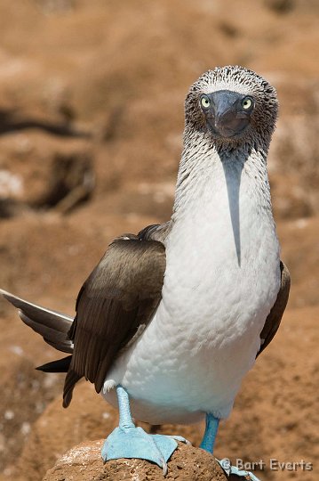 DSC_8077_1.jpg - Blue-footed Booby