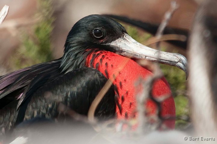 DSC_8086.JPG - Magnificant Frigatebird