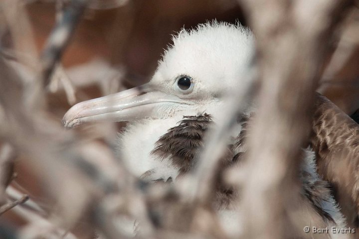 DSC_8094.JPG - Magnificant Frigatebird chick