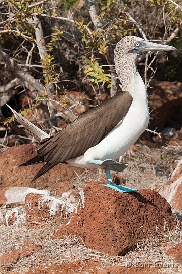 DSC_8103.JPG - Male blue-footed booby trying to attract a female