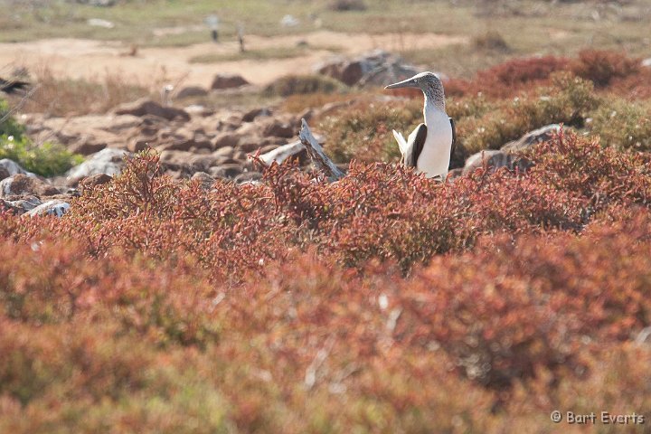 DSC_8120.JPG - blue-footed booby