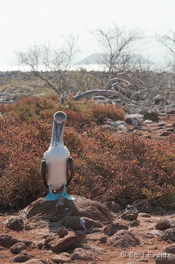 DSC_8126.JPG - blue-footed booby