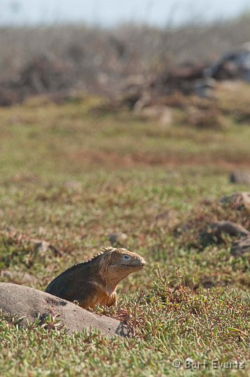 DSC_8129.JPG - Land Iguana