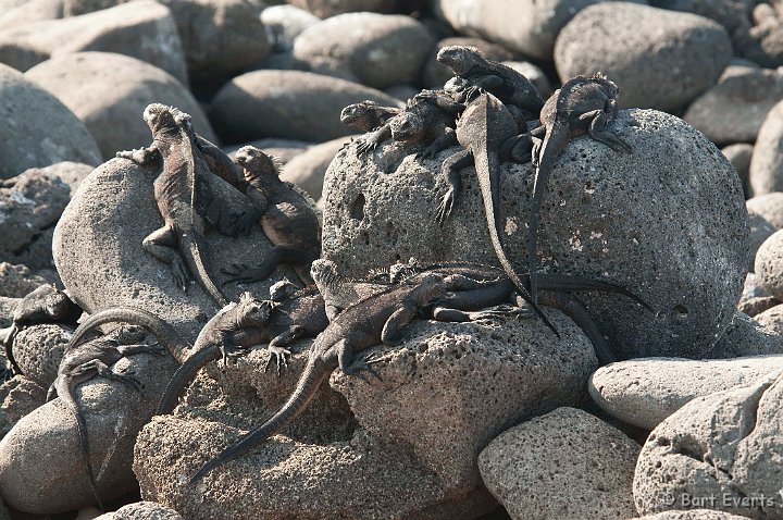 DSC_8132.JPG - Marine Iguana warming up in the sun