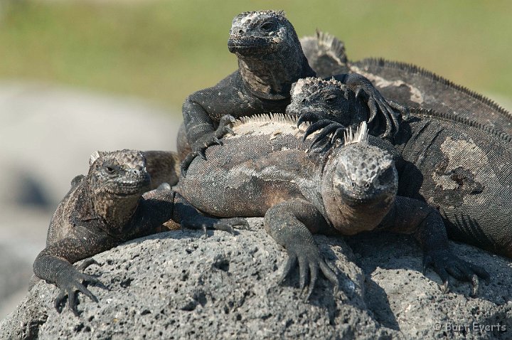 DSC_8136.jpg - Marine Iguana