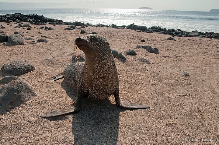 DSC_8143.JPG - young Sea lion checking us out