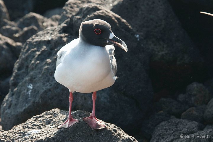 DSC_8164.JPG - Swallow-tailed gull