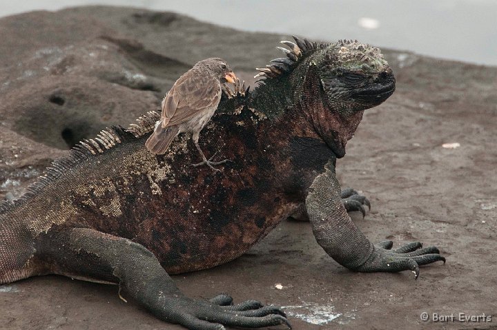DSC_8736.JPG - small ground finch eating parasites from back of marine Iguana