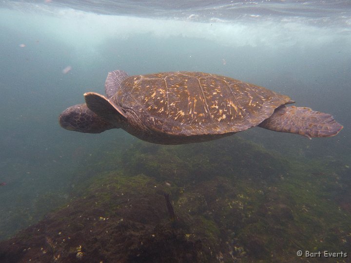 DSC_8772d.jpg - green sea turtle