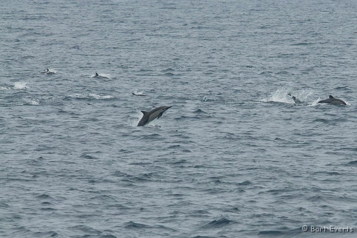 DSC_8795.JPG - common dolphins