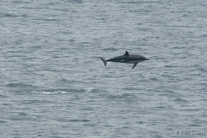 DSC_8808.JPG - common dolphins