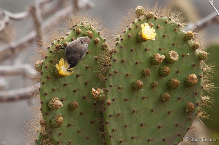 DSC_8841.JPG - Small ground finch