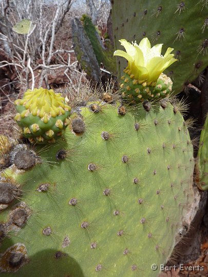 DSC_8841c.jpg - Cactus flowers