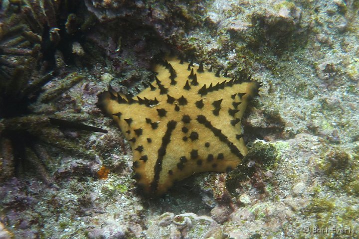 DSC_8841f.jpg - chocolate chips sea star