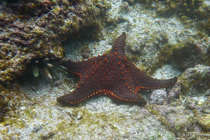 DSC_8841g.jpg - Panamic cushion Sea star