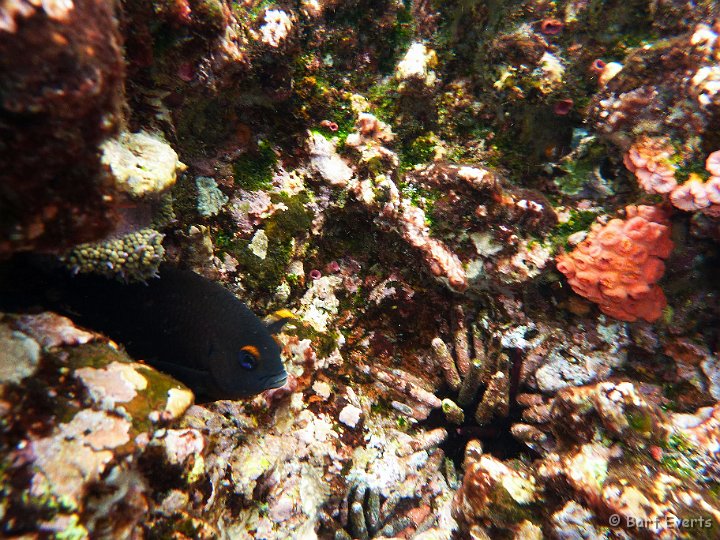 DSC_8841i.jpg - White-tailed Damselfish