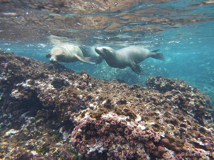 DSC_8841k.jpg - Sea lions