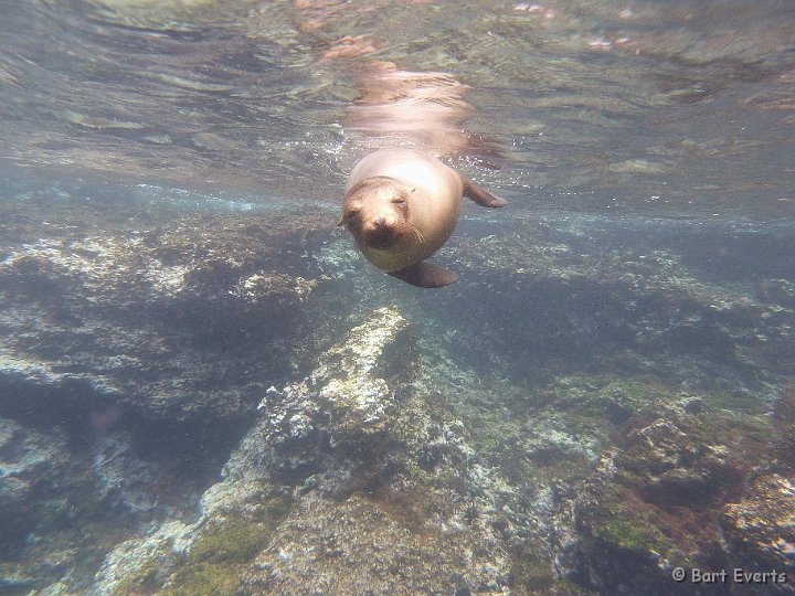 DSC_8841n.jpg - inquisitive sea lion