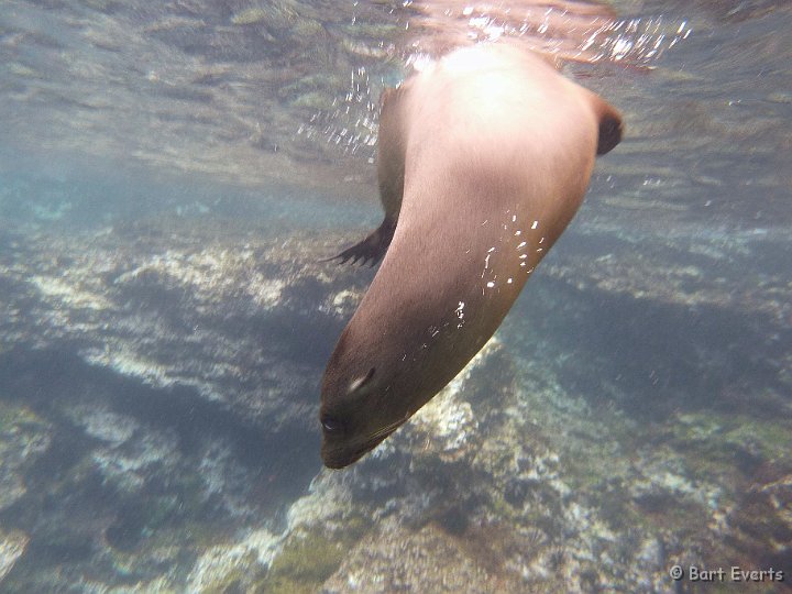 DSC_8841o.jpg - Sea lion