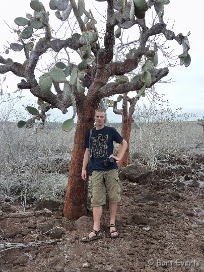 DSC_9226b.jpg - Santa Fe is also famous for its tree cactuses