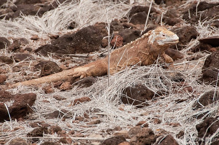 DSC_9230.JPG - The endemic Santa Fe Land Iguana