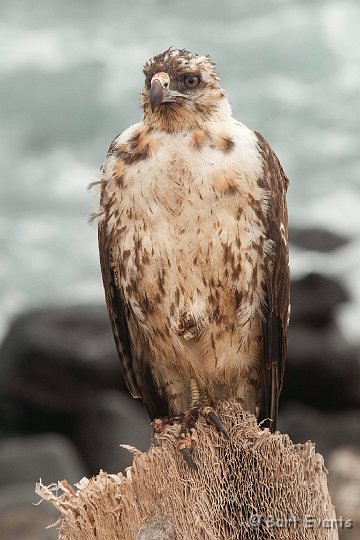 DSC_9260.JPG - Juvenile Galapagos Hawk