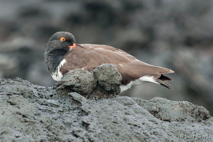 DSC_8175.JPG - American Oystercatcher