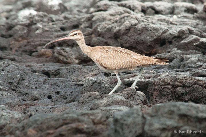 DSC_8194.JPG - Whimbrell