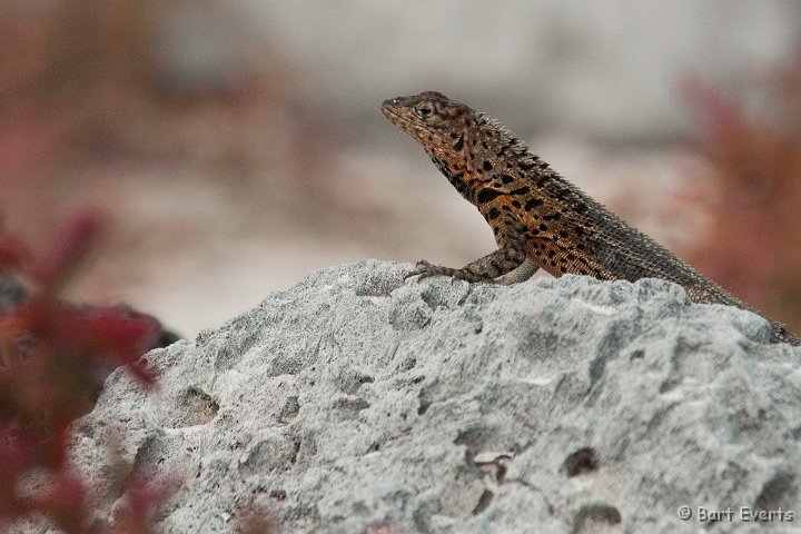 DSC_8211.JPG - Lava Lizard