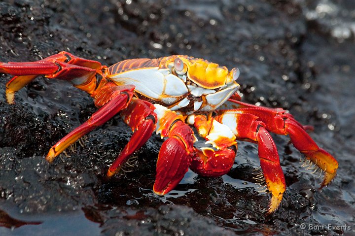 DSC_8227.JPG - Sally Light foot crab